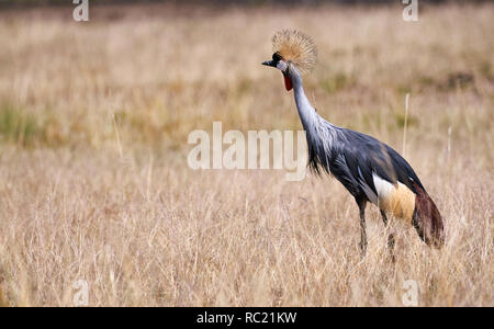 Bella Grey Crowned Crane fotografato nella savana del Kenya Foto Stock