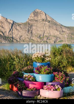 Resto stop, area riposo, all'Mefjord, fiori piantati in vecchi pneumatici, vista montagna Segla, isola Senja, Troms, Norvegia Foto Stock