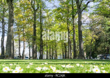 Boschetto di decisuous alberi piantati in Amuri Street Hanmer Springs Isola del Sud destinazione turistica, Nuova Zelanda. Foto Stock