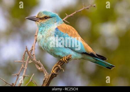 Rullo europea (Coracias garrulus) appollaiato sul ramo di fico d'india tra foglie di albero in inizio di mattina di sole sulla savana africana nel Parco Nazionale di Kruger, Foto Stock