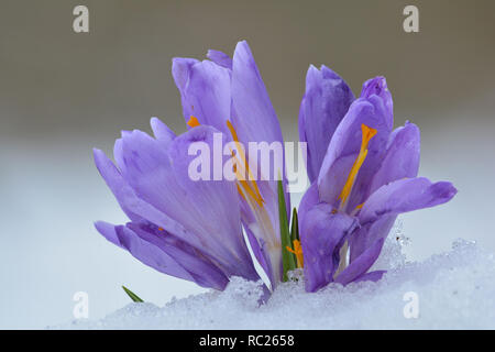 Cumulo di inizio sprnig fiori di Crocus o Saffrons selvatici provenienti dalla fusione di neve contro il bianco e il grigio bokeh, vista ravvicinata, spazio di copia Foto Stock