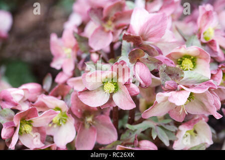 Helleborus x ericsmithii "Ruby Glow' Fiori. Foto Stock