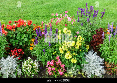 Annuali letto fiori giardino annuali duri annuali confine misto aiuole dahlias Foto Stock