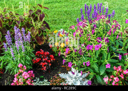 Giardino annuale con aiuole Begonia Salvias SAGE, Coleus ornamental Flowering Tobacco, Nicotiana Foto Stock