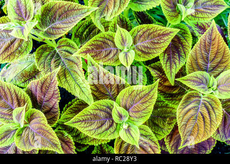 Foglie di pianta di coleo verde Foto Stock