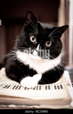 Bianco e nero Gatto sdraiato sul foglio un libro di musica e guardando la fotocamera. Immagine tonico, dissaturato contrasto. Foto Stock