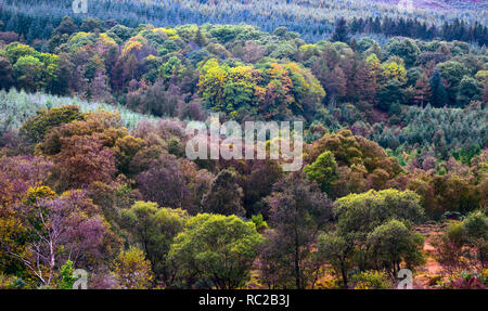 Un colorato autunno autunno vista della valle di Glendalough in Co Wicklow, Irlanda. Foto Stock