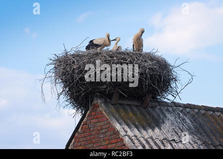 Vista sulla famiglia di Stork uccelli posti a sedere nel nido sul tetto. Foto Stock