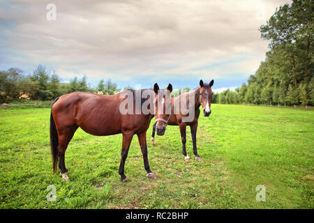 Allevamento di cavalli su erba verde Foto Stock