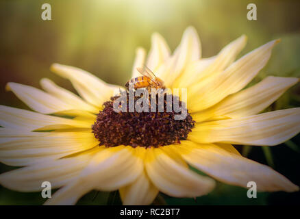 Il miele delle api sul grande e luminosa fiore nel sole estivo Foto Stock