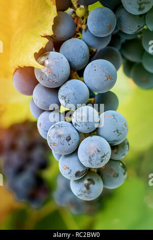 Grappolo di uva da vino pronto per essere raccolto Foto Stock