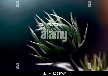 Bellissimo il girasole bud con retroilluminazione Foto Stock