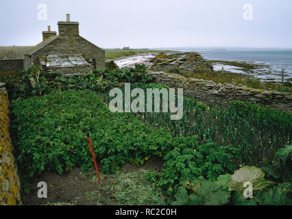 Rovinato croft sul Papa Westray, Orkney. Il suo giardino murato ancora utilizzati per la coltivazione di ortaggi. Stalattite pareti offrono riparo dal vento e animali. Foto Stock