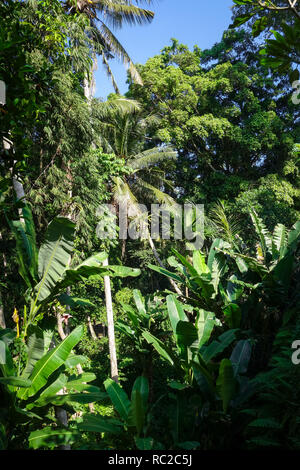 Paesaggio della giungla in Goa Gajah elephant grotta, Bedulu, Ubud, Bali, Indonesia Foto Stock