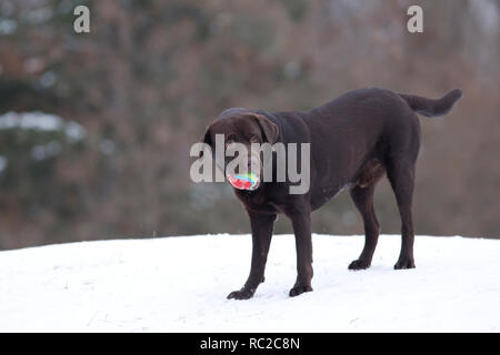 Il cioccolato Labrador Retriever giocando con una sfera Foto Stock