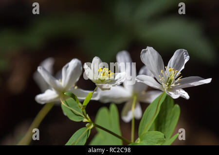 Anemone nemorosa , fiori nel bosco in una giornata di sole. La molla di splendidi fiori Foto Stock