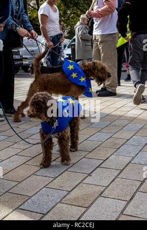 Un gruppo di cani e i loro proprietari si affollano le strade di Londra per il 'wooferendum' una dimostrazione contro Brexit che esigeva una seconda votazione Brexit. Foto Stock