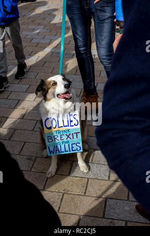 Un gruppo di cani e i loro proprietari si affollano le strade di Londra per il 'wooferendum' una dimostrazione contro Brexit che esigeva una seconda votazione Brexit. Foto Stock