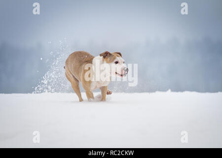 Bulldog sano che corre in una giornata invernale con molta neve Foto Stock