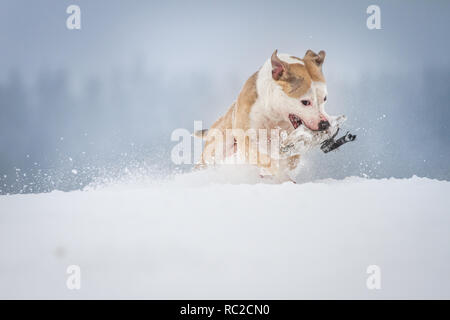 Bulldog sano che corre in una giornata invernale con molta neve Foto Stock