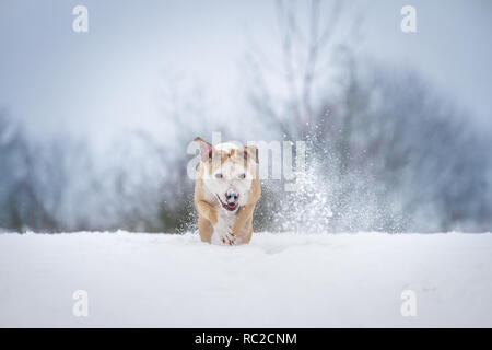 Bulldog sano che corre in una giornata invernale con molta neve Foto Stock