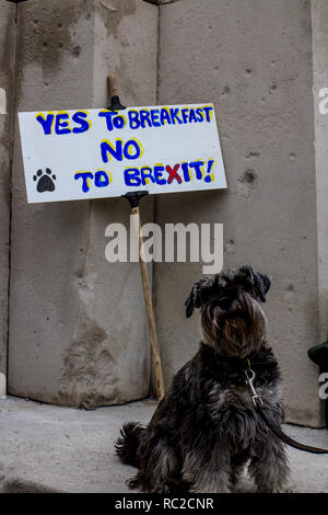 Un gruppo di cani e i loro proprietari si affollano le strade di Londra per il 'wooferendum' una dimostrazione contro Brexit che esigeva una seconda votazione Brexit. Foto Stock