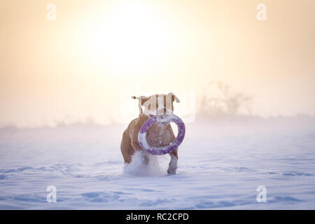 Bulldog sano che corre contro la luce in una giornata invernale con molta neve Foto Stock