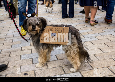 Un gruppo di cani e i loro proprietari si affollano le strade di Londra per il 'wooferendum' una dimostrazione contro Brexit che esigeva una seconda votazione Brexit. Foto Stock