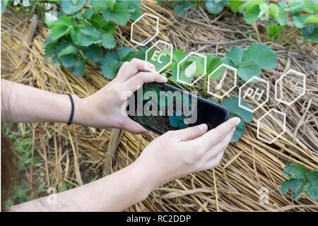 L'agricoltore utilizza lo smartphone il controllo di temperatura, umidità, pH del suolo con il digitale schermo olografico in piantagione di fragole. Foto Stock