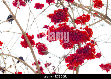 Appendere viburnum mazzetti Foto Stock