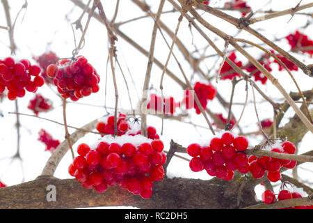 Appendere l'inverno viburnum mazzetti Foto Stock