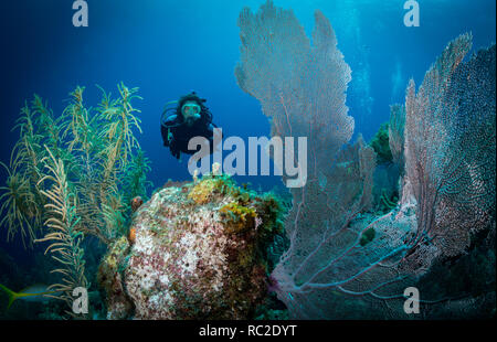 Donna subacqueo tra ventola gorgonia coralli, costa est di Bonaire, Antille olandesi Foto Stock