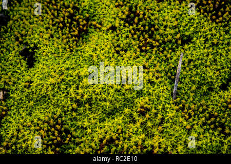 Vicino a un bel verde muschio Foto Stock