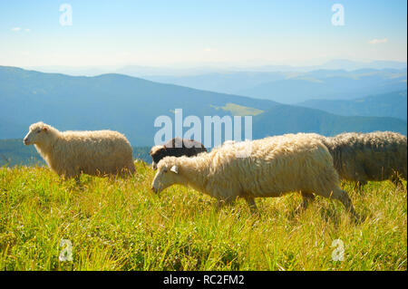 Allevamento di pecore pascolano sulla cima delle montagne. Carpazi, Ucraina Foto Stock