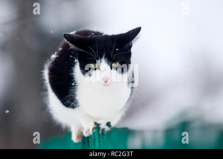 Divertenti gattino domestico si siede su una staccionata in legno di villaggio in giardino durante una nevicata e guarda avanti Foto Stock