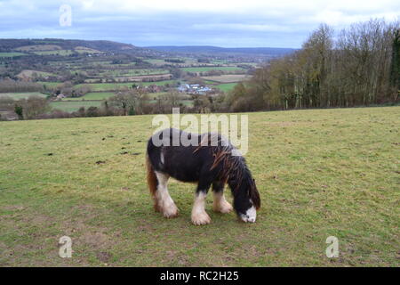 Una razza di piccoli cavalli, probabilmente cavallo zingaro, mangiare erba nel North Downs vicino Shoreham, Kent, sulla collina sopra Filston Lane Foto Stock