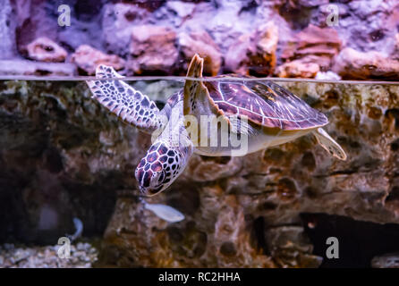 Sea Turtle nuota sotto l'acqua Foto Stock