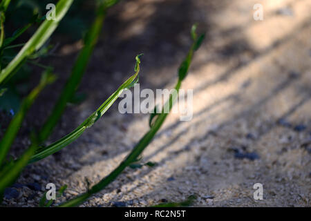 Baccharis genistelloides, carqueja,pianta perenne,verde,stelo steli,impianto acrhitectural,piante,RM Floral Foto Stock