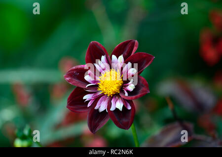 Dahlia notte Butterfly,collarette dalie,viola bianco a base di mirtillo palustre increspato fiori,fioritura,fiore,dahlia,RM Floral Foto Stock