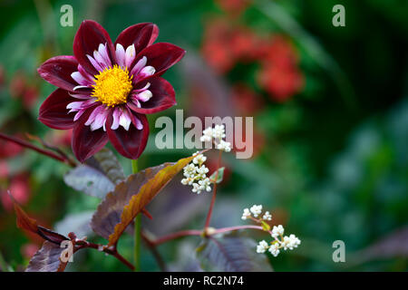 Dahlia notte Butterfly,collarette dalie,viola bianco a base di mirtillo palustre increspato fiori,fioritura,fiore,dahlia,RM Floral Foto Stock