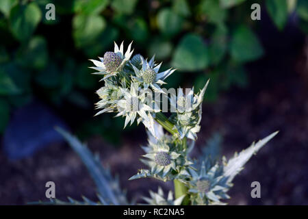 Eryngium deppeanum,grigio argento fogliame,foglie,pungenti,fico d'india,impianto architettonico,eryngium,seaholly,blu verde fiori,fioritura,RM floral Foto Stock