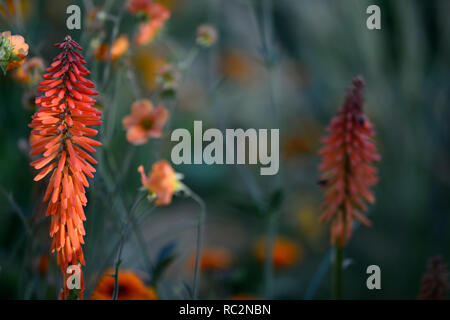 Echo Kniphofia rojo,geum totalmente mandarino,arancio fiori,fioritura combinazione,mix,miscelati,arancio,RM Floral Foto Stock