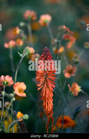 Echo Kniphofia rojo,geum totalmente mandarino,arancio fiori,fioritura combinazione,mix,miscelati,arancio,RM Floral Foto Stock