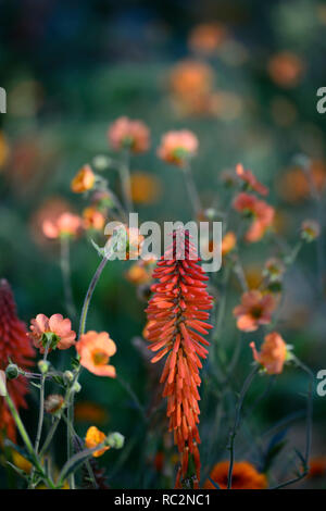 Echo Kniphofia rojo,geum totalmente mandarino,arancio fiori,fioritura combinazione,mix,miscelati,arancio,RM Floral Foto Stock