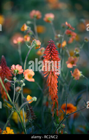 Echo Kniphofia rojo,geum totalmente mandarino,arancio fiori,fioritura combinazione,mix,miscelati,arancio,RM Floral Foto Stock