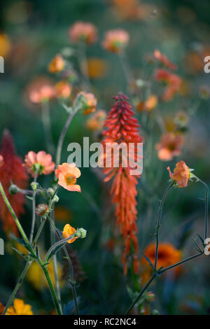 Echo Kniphofia rojo,geum totalmente mandarino,arancio fiori,fioritura combinazione,mix,miscelati,arancio,RM Floral Foto Stock