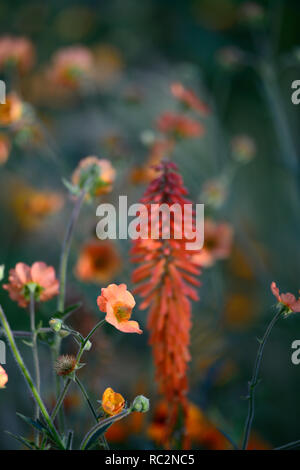 Echo Kniphofia rojo,geum totalmente mandarino,arancio fiori,fioritura combinazione,mix,miscelati,arancio,RM Floral Foto Stock