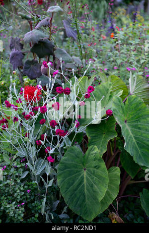 Lychnis coronaria giardinieri' mondo,Rosa campion,colocasia rosa cina,senecio cristobalensis,fogliame,tropical,confine esotiche,bed,Schema impianto,RM Flor Foto Stock