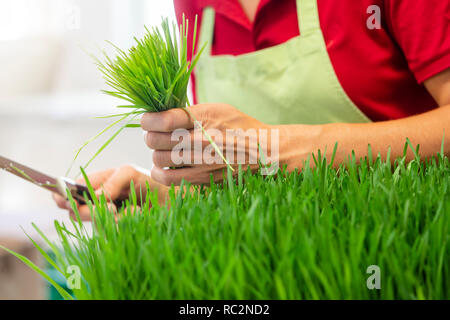 Giardiniere wheatgrass raccolta Foto Stock