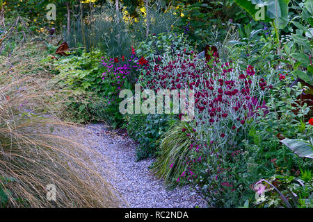 Lychnis coronaria giardinieri mondo,rosa campion,fogliame,tropical,confine esotiche,bed,Schema impianto,mix,miscelati,combinazione,RM Floral Foto Stock